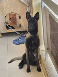 Chiots malinois purs sang