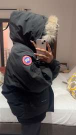 Canada goose