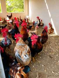 Poussins et œufs fertiles poulet goliath