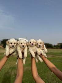 Bichon maltais