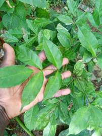 Hysope africaine