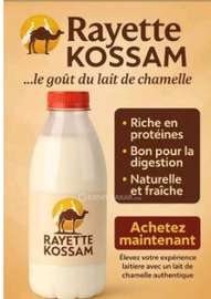 Lait de chamelle frais