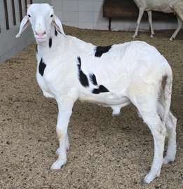 Agneau ladoum à pédigrée exceptionnel (mouton-mâle-géniteur)