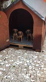 Rhodesian Ridgeback x malinois