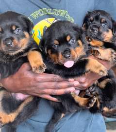 Chiots Rottweiler
