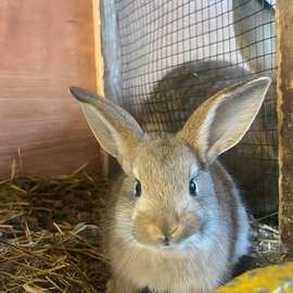 Couple lapin ( lapereaux) géant disponible
