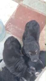 Berger Allemand gros gabarit
