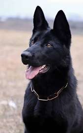 CHIENS DE TRAVAIL – MALINOIS & BERGER ALLEMAND