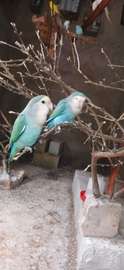 Oiseaux exotiques à vendre