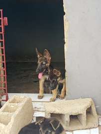 Berger allemand pur
