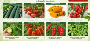 Semences certifiées maraîchage rendement élevé qualité