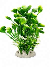 Plante