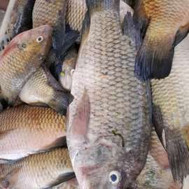 Poissonnerie la fraîcheur