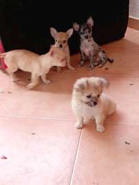 Chiots Chihuahua jeunes variés affectueux loyaux