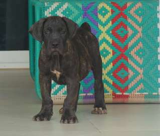 chiots boerboels