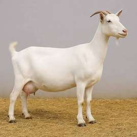 Chevre laitiere