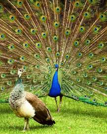 Paon bleu