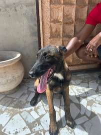 Berger malinois