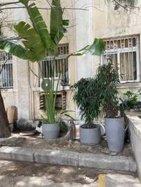 Pots de plantes et plantes