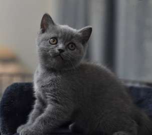 Chaton Scottish british
