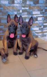 Berger malinois