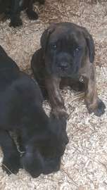 Chiots Cane corso