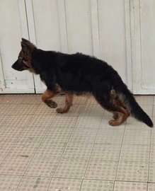 Berger Allemand femelle 4mois