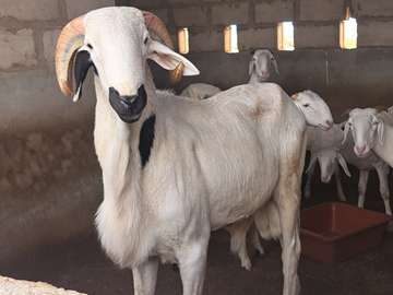Mouton Ladoum lignée Atomic