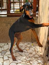 Couple doberman