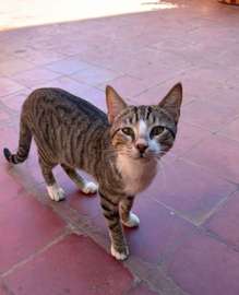À adopter
