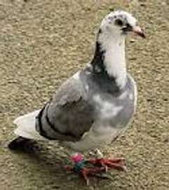 Pigeon à vendre