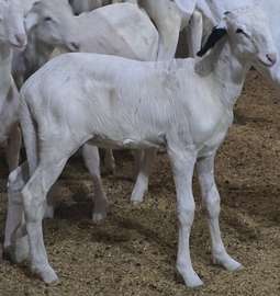 Agnelle ladoum de 2 mois  (mouton-femelle-brebis)