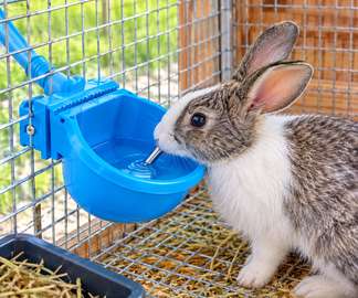 Abreuvoir automatique lapin