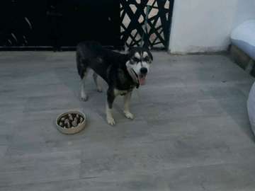 Husky male de 1 an