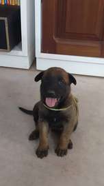 🐶 7 chiots mâles Malinois disponibles à la réservation 🐶
