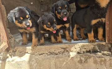 Chiot rottweiler