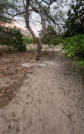 Terrain de 7 Hectares Plats et Arborés à bambilor
