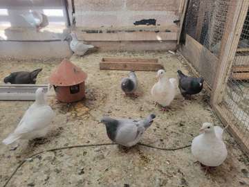 Pigeons de race