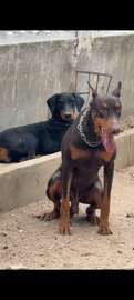 Chiot femelle Doberman noir et feu