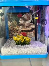 Aquarium bocal