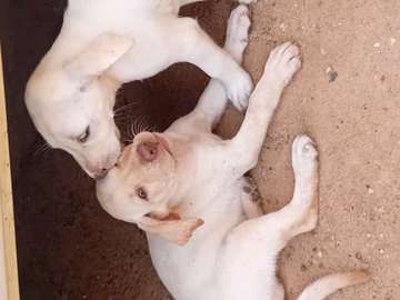 Labrador blanc chiot doux et joueur pour famille