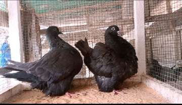 Pigeon mondain