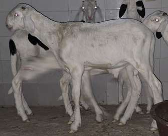 Agneau ladoum à pédigrée exceptionnel (mouton-mâle-géniteur)