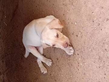Labrador