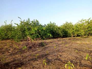 𝐕𝐞𝐫𝐠𝐞𝐫 𝐝𝐞 1 𝐡𝐞𝐜𝐭𝐚𝐫𝐞𝐬 6000m2 𝐞𝐧 𝐩𝐥𝐞𝐢𝐧𝐞 𝐩𝐫𝐨𝐝𝐮𝐜𝐭𝐢𝐨𝐧