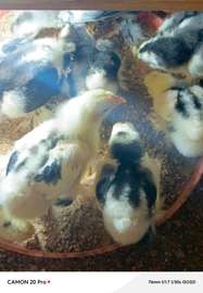 Poussins cochins cailloutés