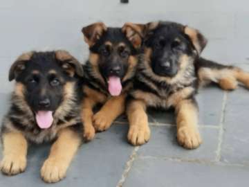 Magnifique chiot 🐶berger allemand🇩🇪