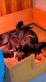 Rotweiller chiot de parents pédigrée