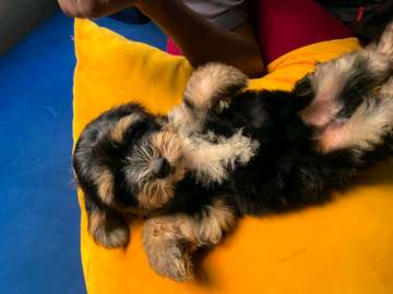 2 Chiots Bichon Maltais affectueux et joueurs