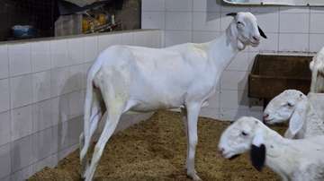 Jeune femelle ladoum (mouton-brebis)